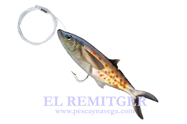 SPANISH MACKEREL